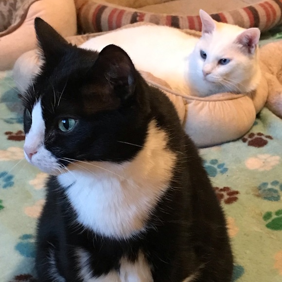 THANK YOU FOR SHOPPING ON POSHMARK! - Picture 10 of 13